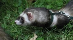 Este posibil să mergeți cu dihor